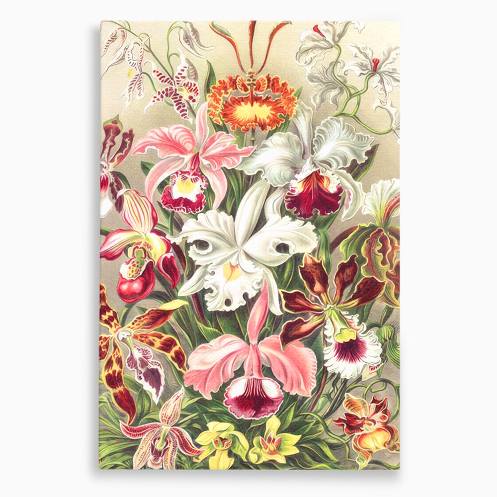 Tablou canvas cu ilustratie botanica cu orhidee multicolore, fara rama, pe sasiu de lemn